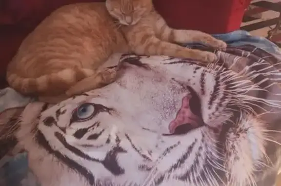 Animaux perdus , photo: Chatte rousse perdue à Moulis
