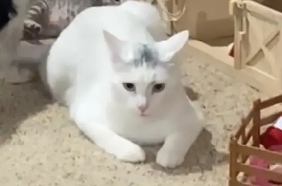 Lost White Cat with Unique Walk - Newcastle