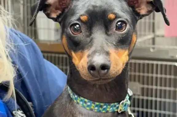 Lost Dog: Help Find Eddie in Telford!