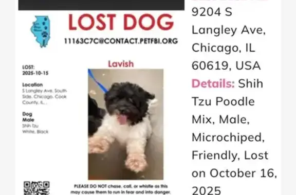 Missing dog Chicago, photo: Help Find Lavish: Missing Shih-Poo Mix