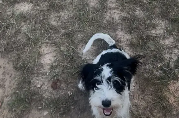 Lost Schnauzer Mix in Mississippi