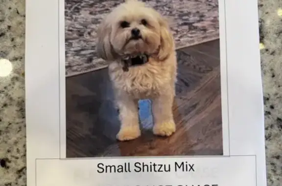 Lost Shih Tzu Mix: Missing in SC Woods