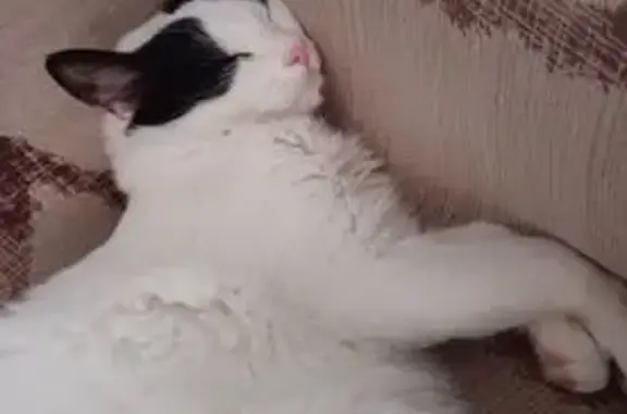 ¡Ayuda! Michu, gato blanco y negro perdido