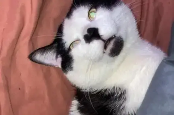 Lost Cat: Purple Collar, Willow St, 68