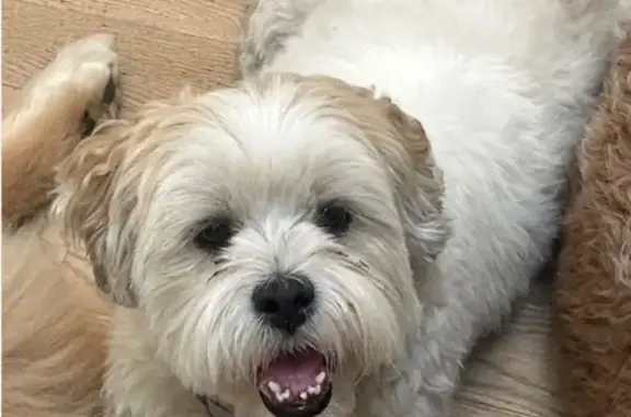 Lost Lhasa Apso: White, Green Collar