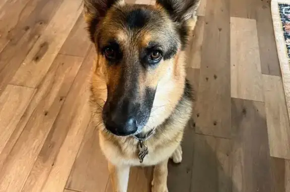 Lost Light Brown German Shepherd in Dallas