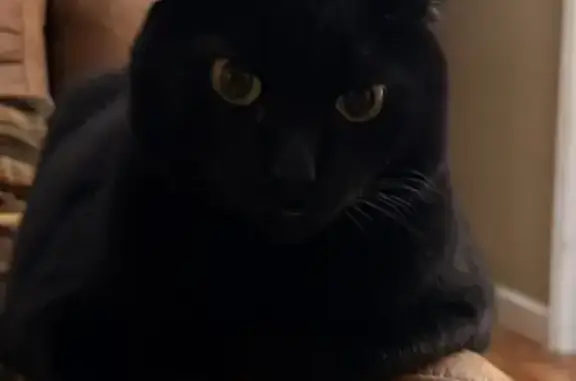 Lost Skittish Black Cat in Forsyth, GA