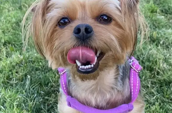 Missing dog Henderson, photo: Lost Dog: Friendly, 9lb, Multicolor Fur