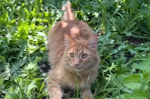 Missing cat Albany, photo: Lost: Friendly Orange Cat on Geary St.
