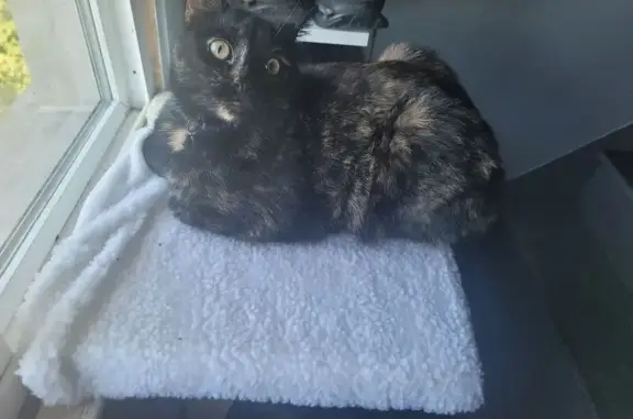 Help Find Our Lost Kitten: 3rd Ave, WH