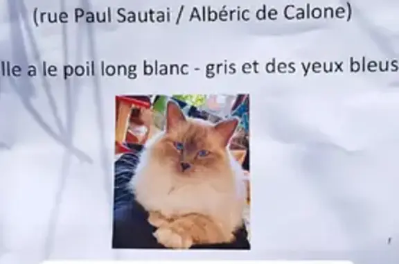 Chatte Sacrée de Birmanie perdue à Amiens - photo