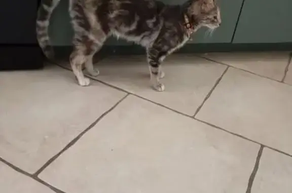 Chat gris affamé trouvé Rue de la Gare - photo
