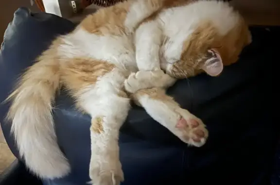 Missing cat Bundaberg, photo: Lost 17-Year-Old Fluffy Cat in Bundaberg