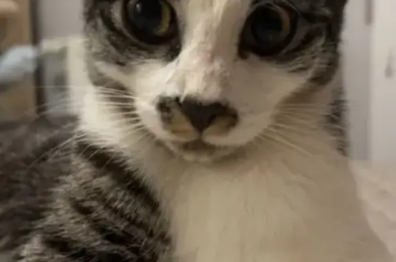 Animaux perdus Villeurbanne, photo: Chatte perdue, grise/blanche, Rue Léon Blum