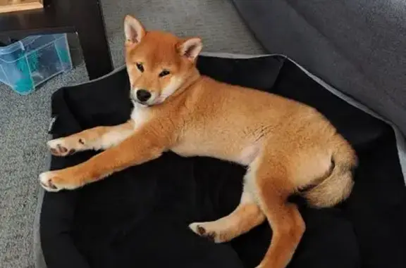 Chien perdu Altkirch, photo : Chiot Shiba Inu perdu à Altkirch
