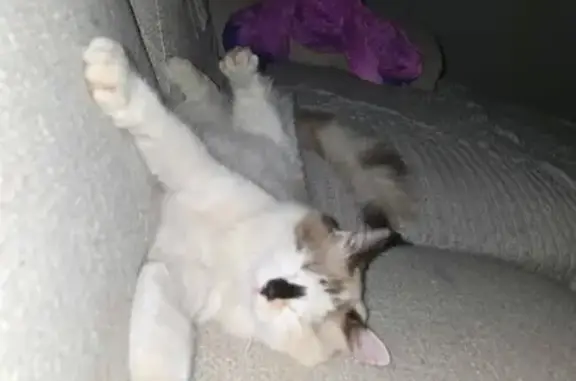 Animaux perdus , photo: Chat blanc perdu, queue et tête noir/gris