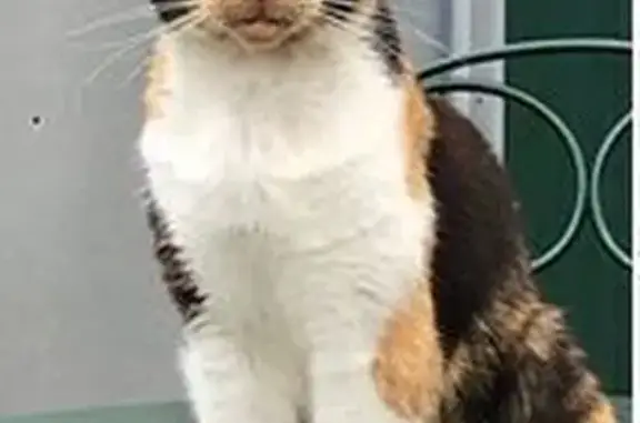 Lost Cat: Timid Dopey Missing, Strathmore