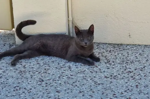 Animaux trouvés Jonzac, photo: Chatte grise trouvée à Jonzac