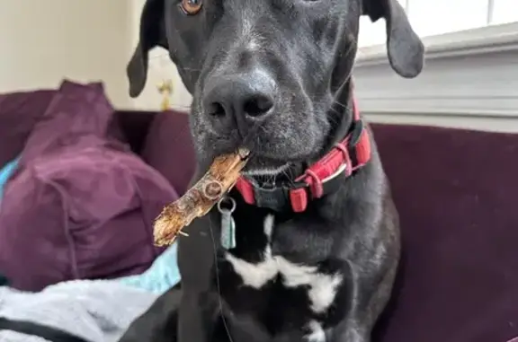 Lost Dog: Playful 3yo in Newtown Square