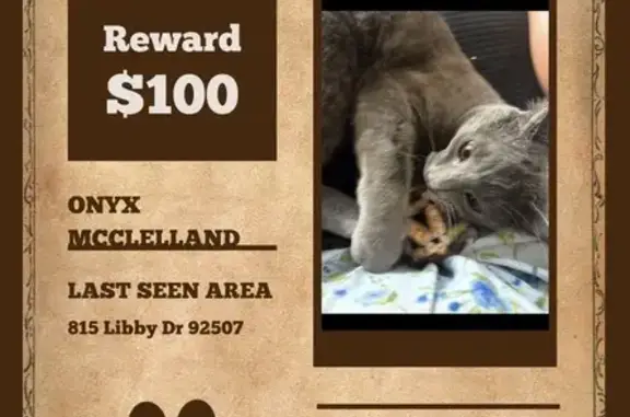 Lost Cat: Small Grey with Orange Eyes
