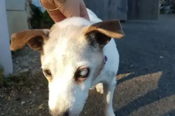 Chien trouvé Janzé, photo: Chien aveugle trouvé à Janzé