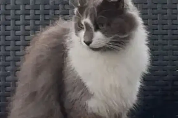 Chatte perdue, craintive, non identifiée - photo