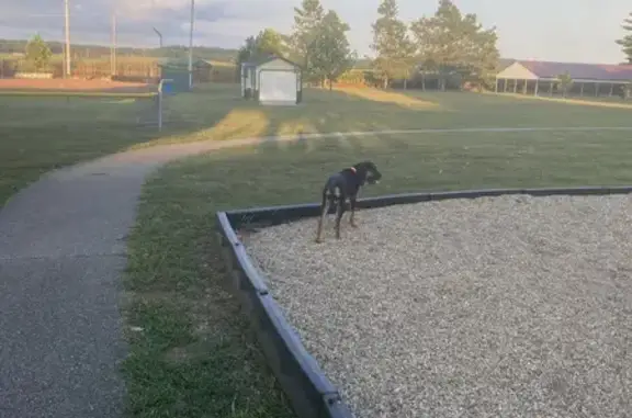 Lost Bloodhound: Smokey in Dana, IN