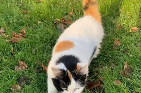 Animaux perdus Montigny-le-Bretonneux, photo: Chatte tricolore perdue à Montigny-le-Bretonneux