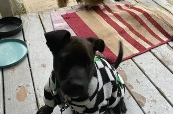 Lost Lab Pup: Choc & Black, 25lbs - WV