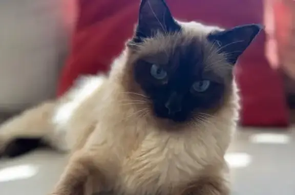 No collar but chipped