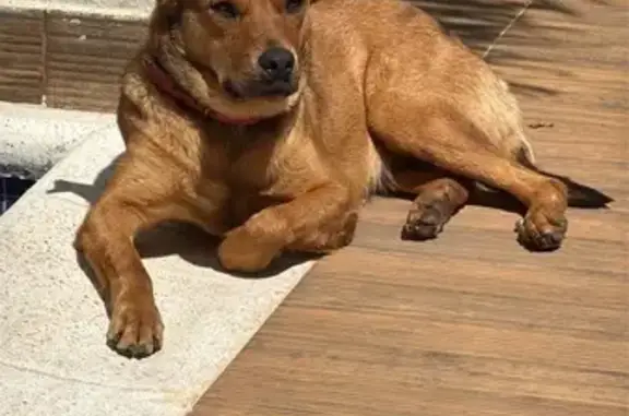 cachorro encontrada