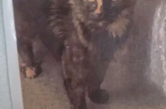 Lost Tortoise Shell Cat: Marilyn, 7, Bolingbrook