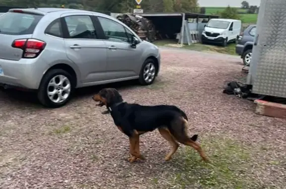 Chien trouvé , photo: Chien trouvé à Rebreuve-Ranchicourt