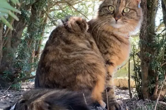Chatte tigrée perdue à Formentin - photo