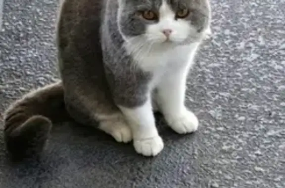Lost and found pets Australia, photo: Missing: Grey White Shorthair Cat, Max