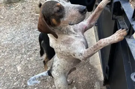 Chien trouvé Pignan, photo: Chien trouvé à Pignan, rue Les Espagnats