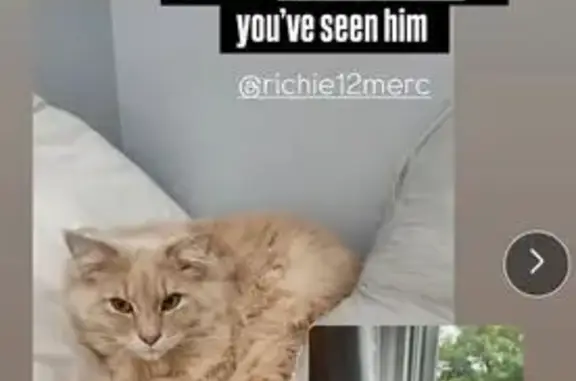Lost Light Ginger Cat in Providence
