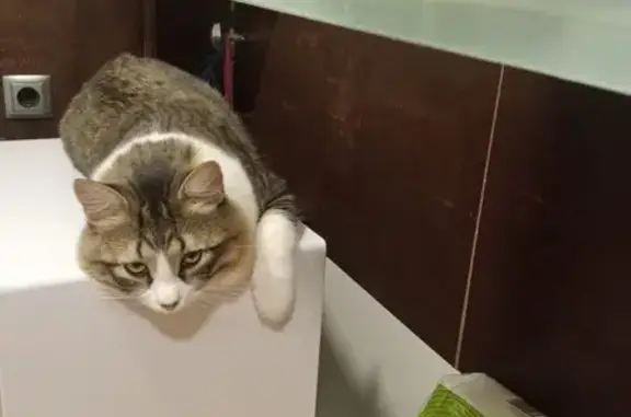 Gato Perdido: Gris y Blanco en Córdoba