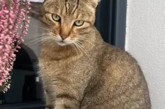 Chat tigré sable/noir perdu à Châteauneuf - photo