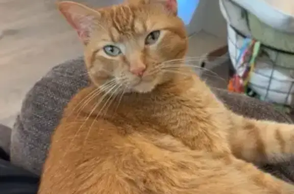 Lost Cat: Orange with White Ear Dot