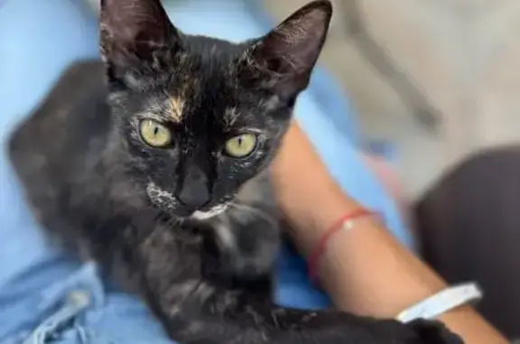 Gatita Carey Perdida en Alcalá de Guadaíra