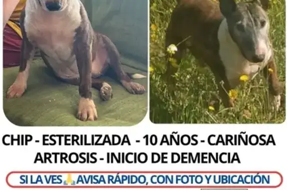 Perra Perdida: Maya, Bull Terrier 10 Años