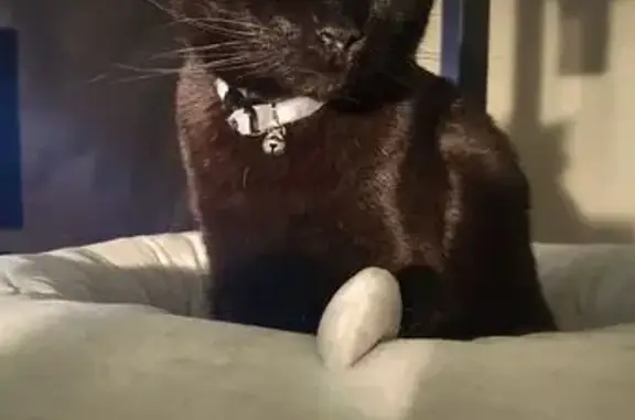 Lost Black Cat: Affectionate, Special Diet