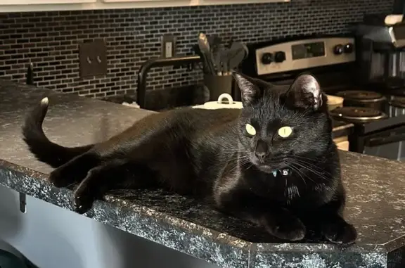Lost Black Cat: Pink Collar, Blue Knoll