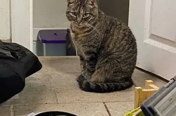 Lost: Striped Tabby 'Latte' on Chambers Rd
