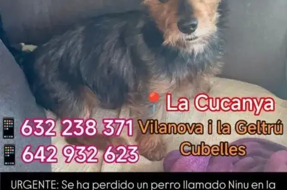 Yorkshire negro perdido en Vilanova y Cubelles