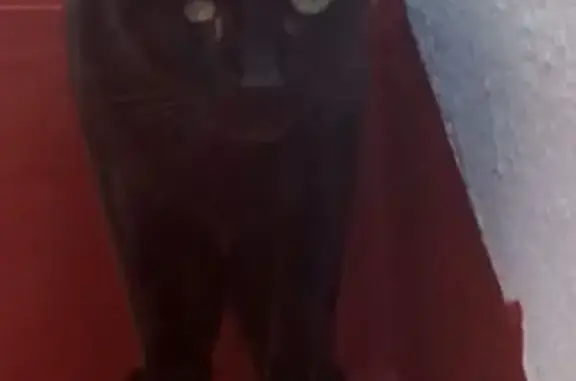 ¡Ayuda! Gatita Negra Perdida en Huelva