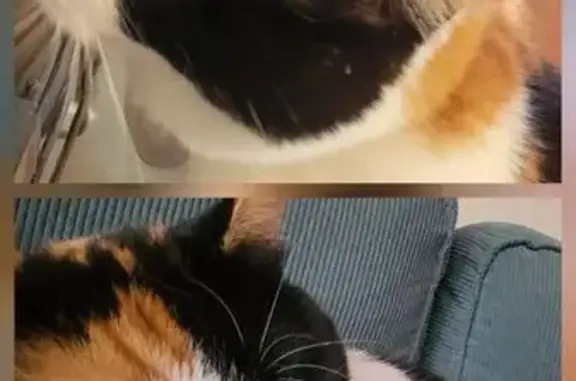 Chat perdu, , photo: Chatte tricolore perdue à Autrans-Méaudre