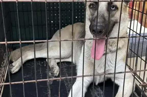 Found pets Jacksonville, photo: Found: Light Tan Female German Shepherd
