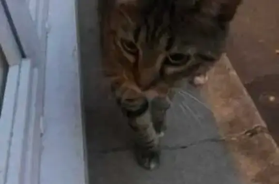 Animaux trouvés Amiens, photo: Chat tigre trouvé, mâle, Amiens Faidherbe